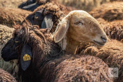 Гаиләдәге ир дә, хатын да нисабка ия икән, икесе дә корбанны чалырга тиеш, диләр дин белгечләре