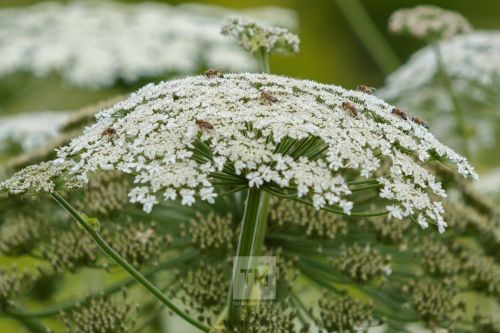 Белгеч кисәтә: балтырган җиңел генә  котыла торган афәт түгел