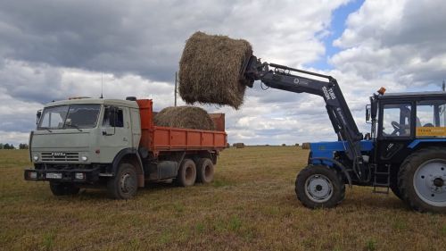 Район хуҗалыкларында урып-җыю барышы