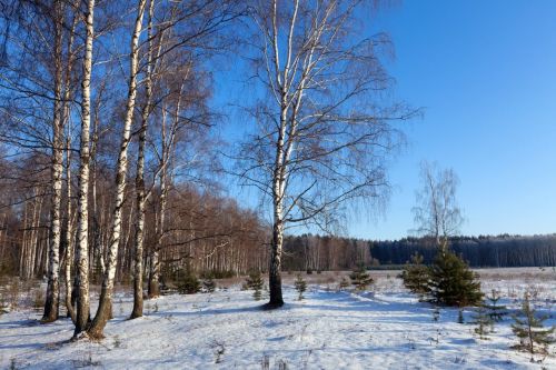 Халык сынамышы: 22 гыйнвар көн кояшлы булса, җәй озын булыр, ел уңышлы килер