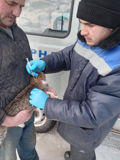 Котыру чире кеше өчен дә куркыныч