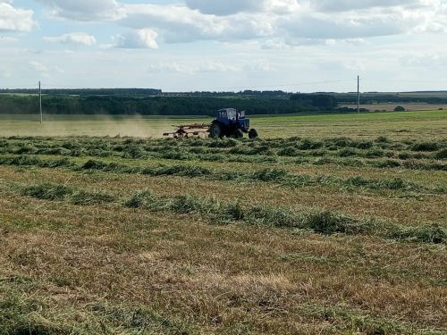 «Лукоз Саба»да терлек азыгы әзерлиләр