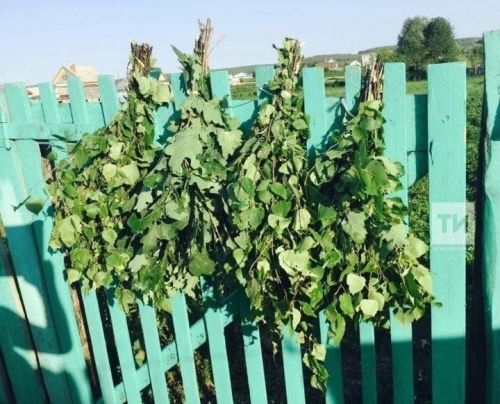 Имән себеркесе сөякләрне ныгыта. Каенның нинди файдасы бар?