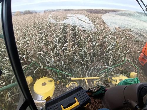 Сабада кукуруз уралар: уңыш чыгышы яхшы, диләр аграрийлар