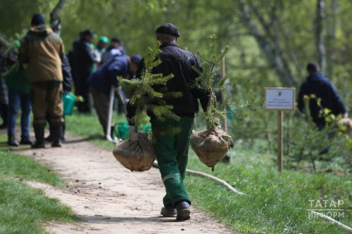 Татарстанда урман хуҗалыгының яшь белгечләре 500 мең сумга кадәр түләүләр ала