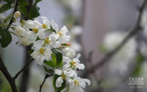 Апрель аена халык сынамышлары