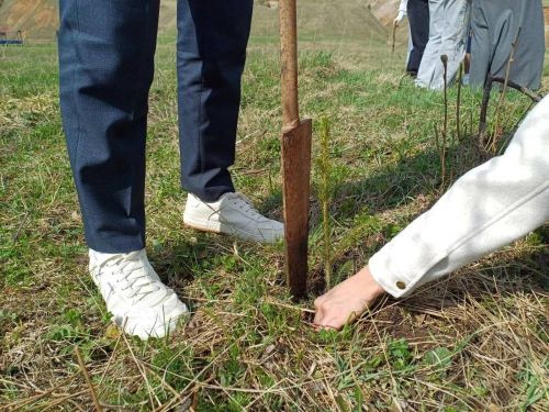 Кибәчелеләр «Хәтер бакчасы» акциясенә актив кушылды
