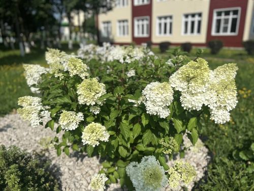 Чәчәкләр дөньясында сәяхәт: Саба гимназиясендә купшы бакча барлыкка килде