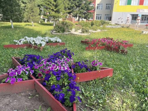 Чәчәкләр дөньясында сәяхәт: Саба гимназиясендә купшы бакча барлыкка килде
