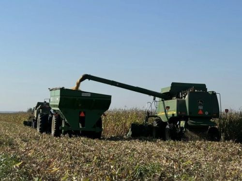 Сабада урак өсте: «Шытсу»да силоска кукуруз, «Сатыш»та — бөртеккә кукуруз һәм көнбагыш