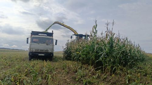 Сабада силос өчен кукуруз җыюга старт бирелде