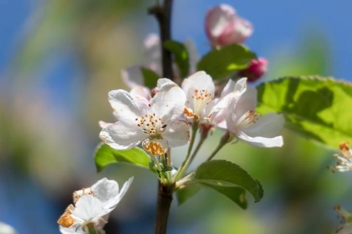 Как ухаживать за яблоней – полное руководство от «Зеленой грядки»