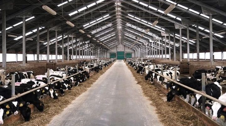 В Татарстане в ближайшие два года планируют ввести в эксплуатацию 24 новых молочных комплекса на 17 тысяч коров