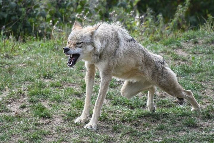 Лаеш районында 5 яшьлек кызны эт талаган