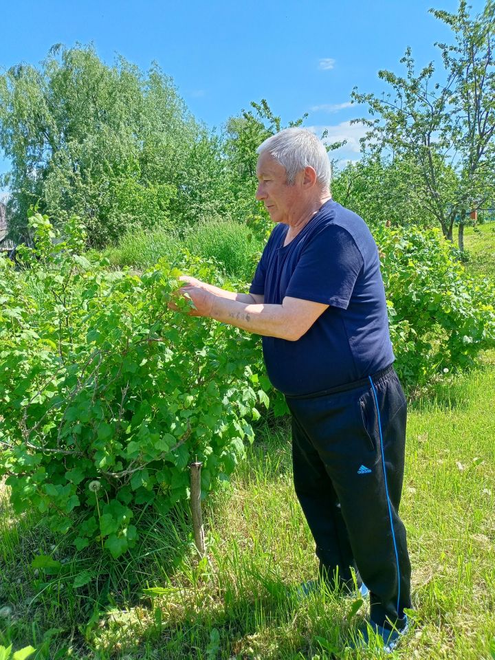 Лесхоз картлар һәм инвалидлар йортында тәрбияләнүчеләр дару үләннәре җыйды