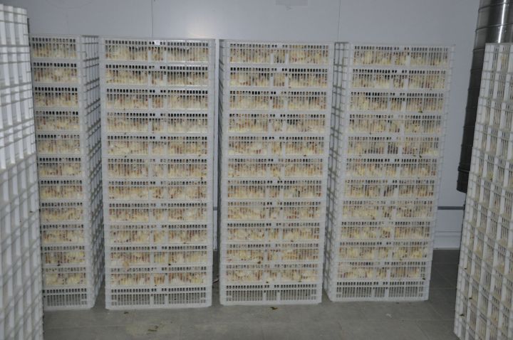 Түбән Утар инкубаторы тәүге тапкыр 20 мең баш күркә чебие чыгарды