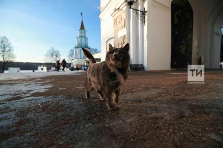 Киләсе атнага синоптиклар  +17 градуска кадәр җылы вәгъдә итә