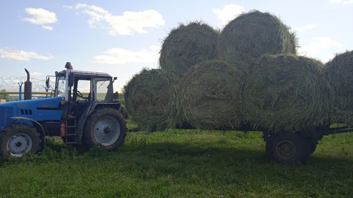 Сабантуй алдыннан  “Игенче” җәмгыятендә эшләүче хезмәткәрләргә печән өләштеләр