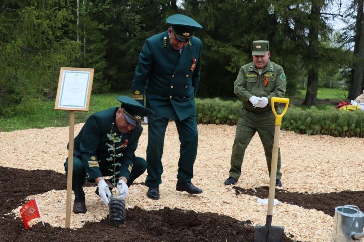 Сталинград тирәге  генетик хәтер булып Лесхозга  кайтты