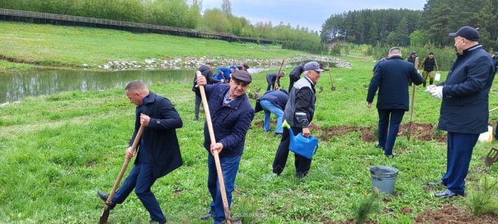 Бәйрәм көнне «Ямьле Саба» яр буенда 140 төп агач утыртылды