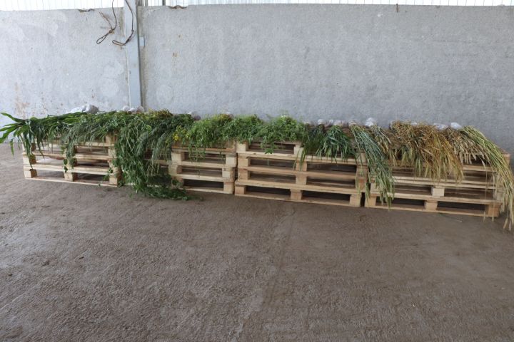 Үсештә 104 процент аз, кимендә 105 процент  кирәк