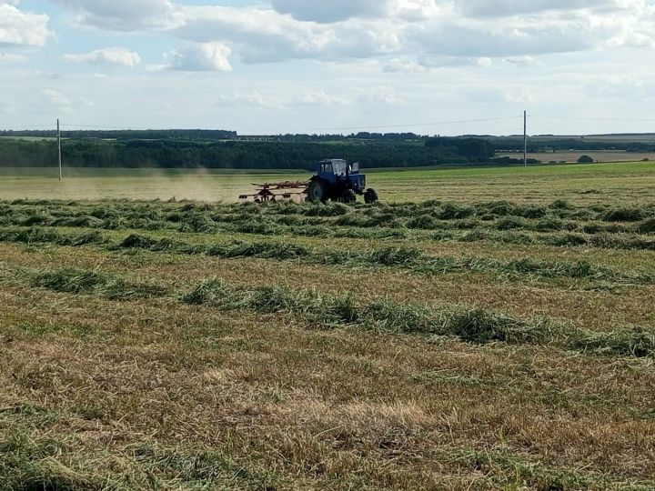 «Лукоз Саба»да терлек азыгы әзерлиләр