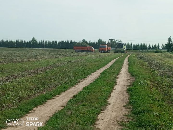 «Лукоз Саба»да терлек азыгы әзерлиләр
