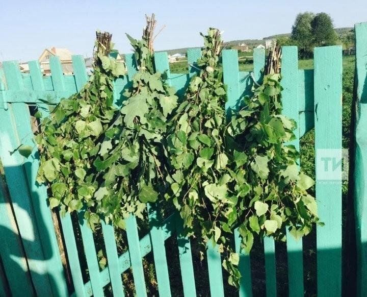 Имән себеркесе сөякләрне ныгыта. Каенның нинди файдасы бар?