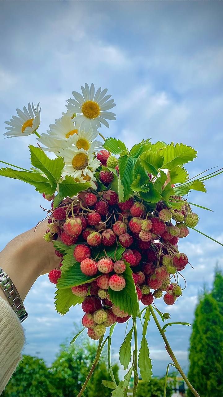 Бүген Сабада  +26° кадәр кызу булачак