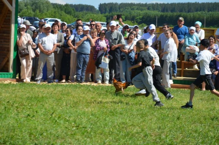 Тауга  каршы  йөгерү, тимер атка  атлану, пленка эченнән мүкәләү – болар барысы да Иләбәр  Сабантуенда гына