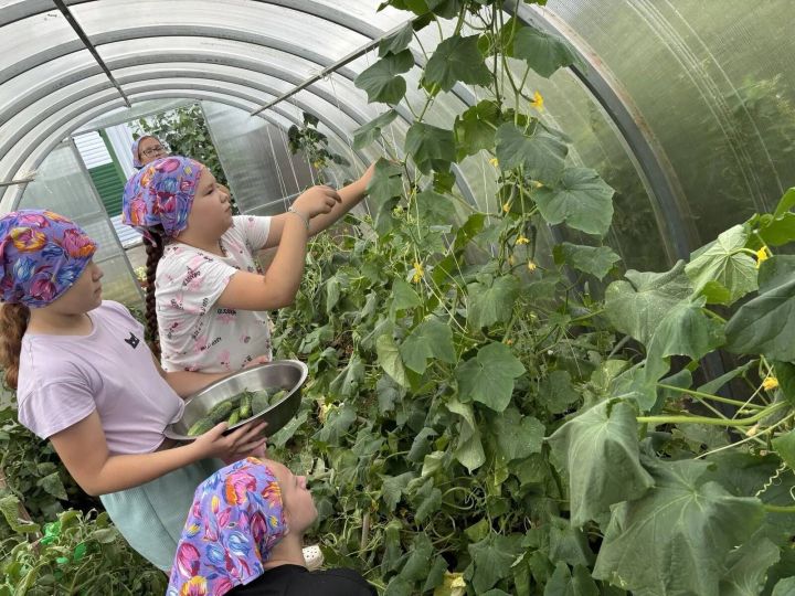 «Тургай» приютында хезмәт тәрбиясе: балалар теплицаларда мул уңыш үстерәләр