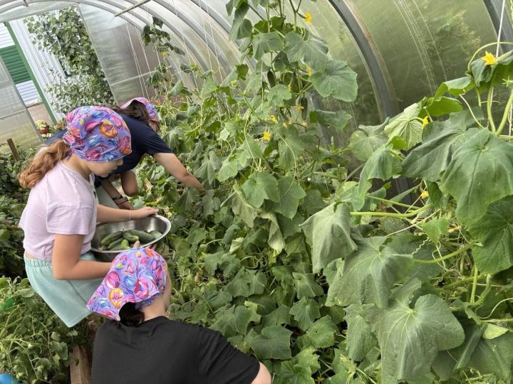 «Тургай» приютында хезмәт тәрбиясе: балалар теплицаларда мул уңыш үстерәләр