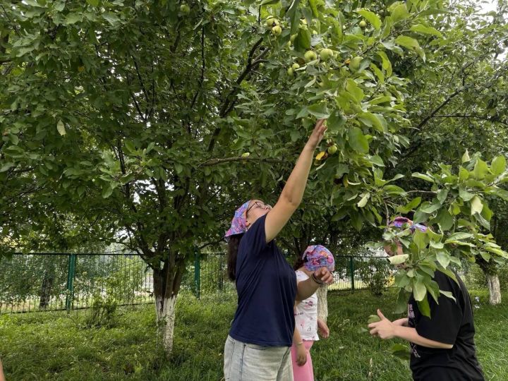 «Тургай» приютында хезмәт тәрбиясе: балалар теплицаларда мул уңыш үстерәләр