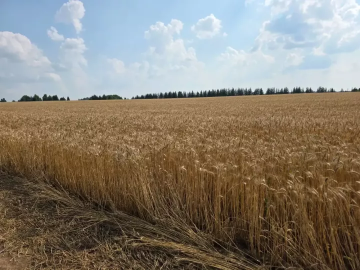 Икмәк язмышы хәл ителгән чак: «Игенче» җәмгыятендә урып-җыю эшләре кызганнан-кыза