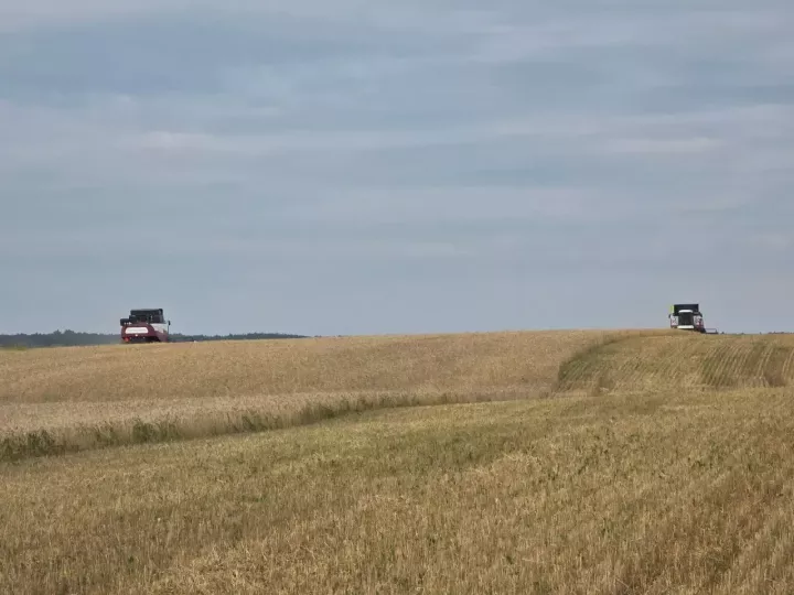 Икмәк язмышы хәл ителгән чак: «Игенче» җәмгыятендә урып-җыю эшләре кызганнан-кыза