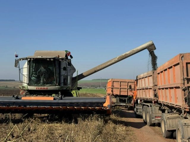 Сабада урак өсте: «Шытсу»да силоска кукуруз, «Сатыш»та — бөртеккә кукуруз һәм көнбагыш