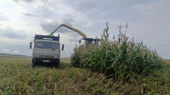 Сабада силос өчен кукуруз җыюга старт бирелде